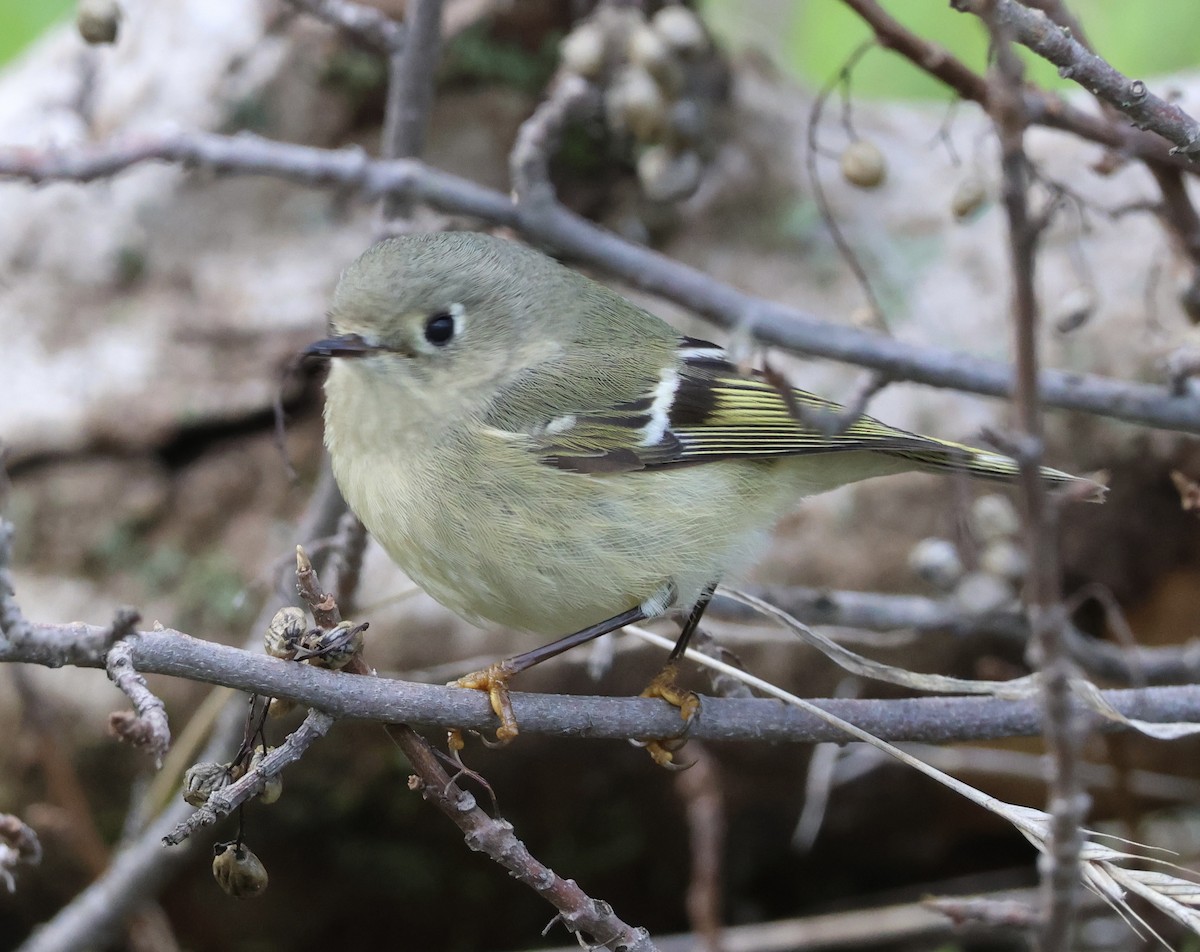 králíček americký - ML647534481