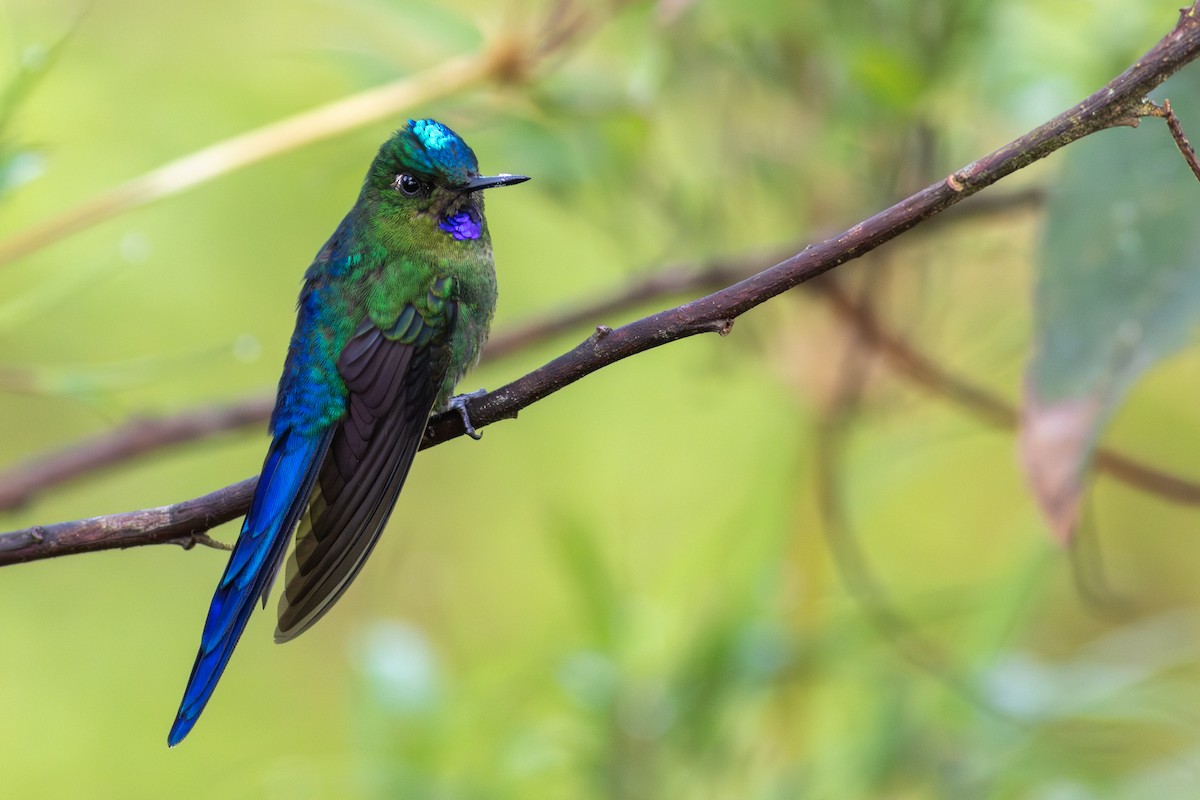 Violet-tailed Sylph - ML647534482