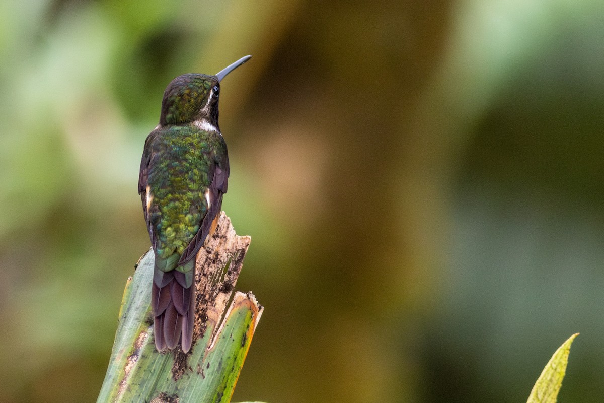 Purple-throated Woodstar - ML647534499