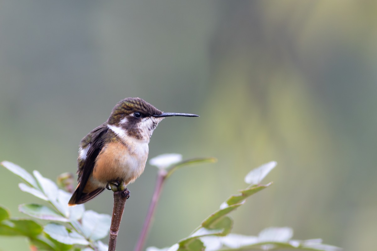 Purple-throated Woodstar - ML647534502