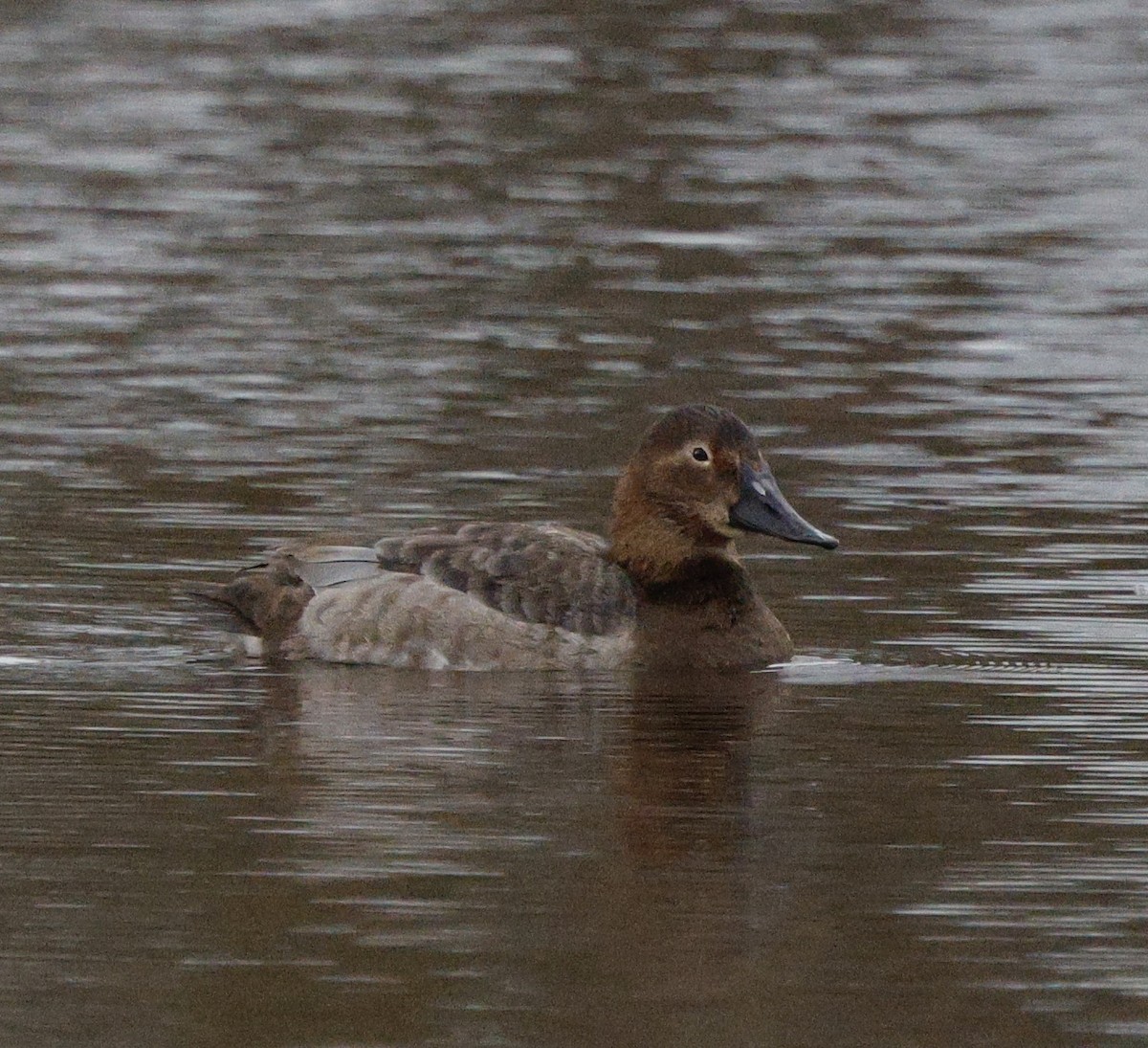 Murgilari bizkarzuria - ML647534508