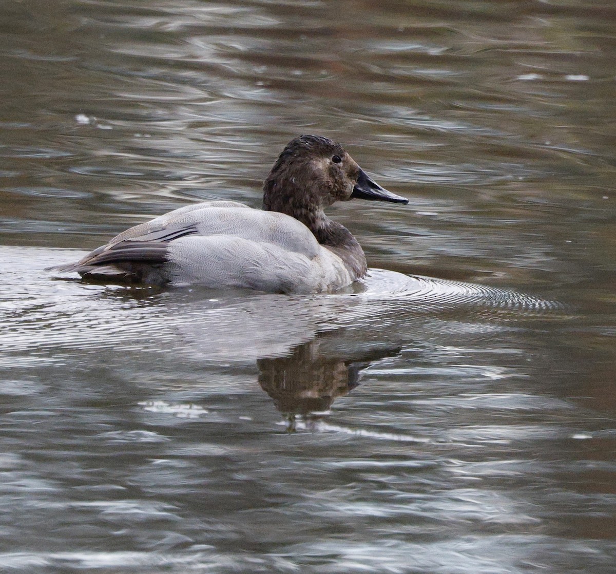 Murgilari bizkarzuria - ML647534509