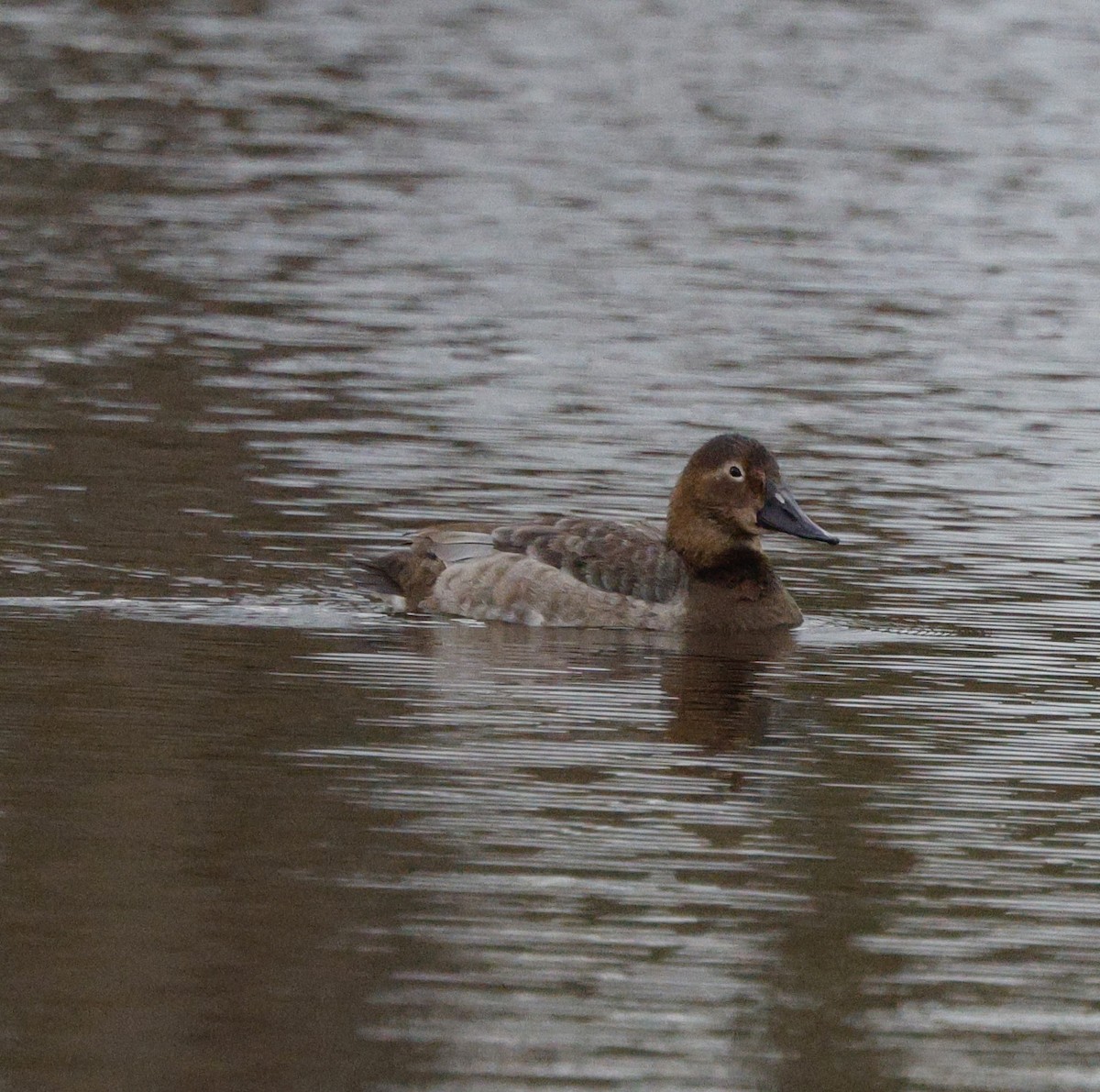 Murgilari bizkarzuria - ML647534510