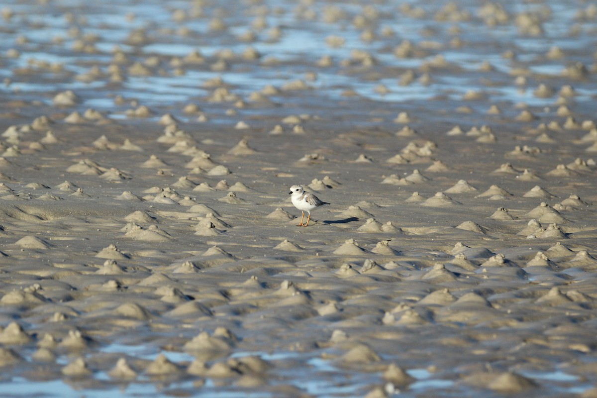 Piping Plover - ML647534511