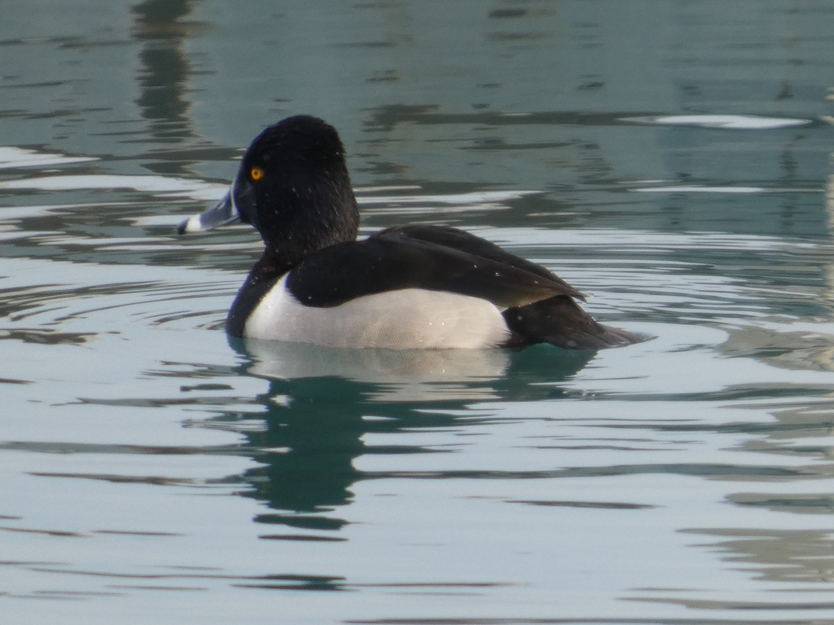 ringand - ML647534520