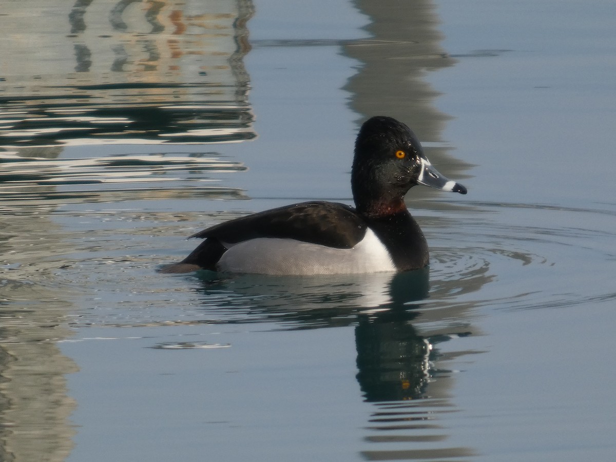 ringand - ML647534521