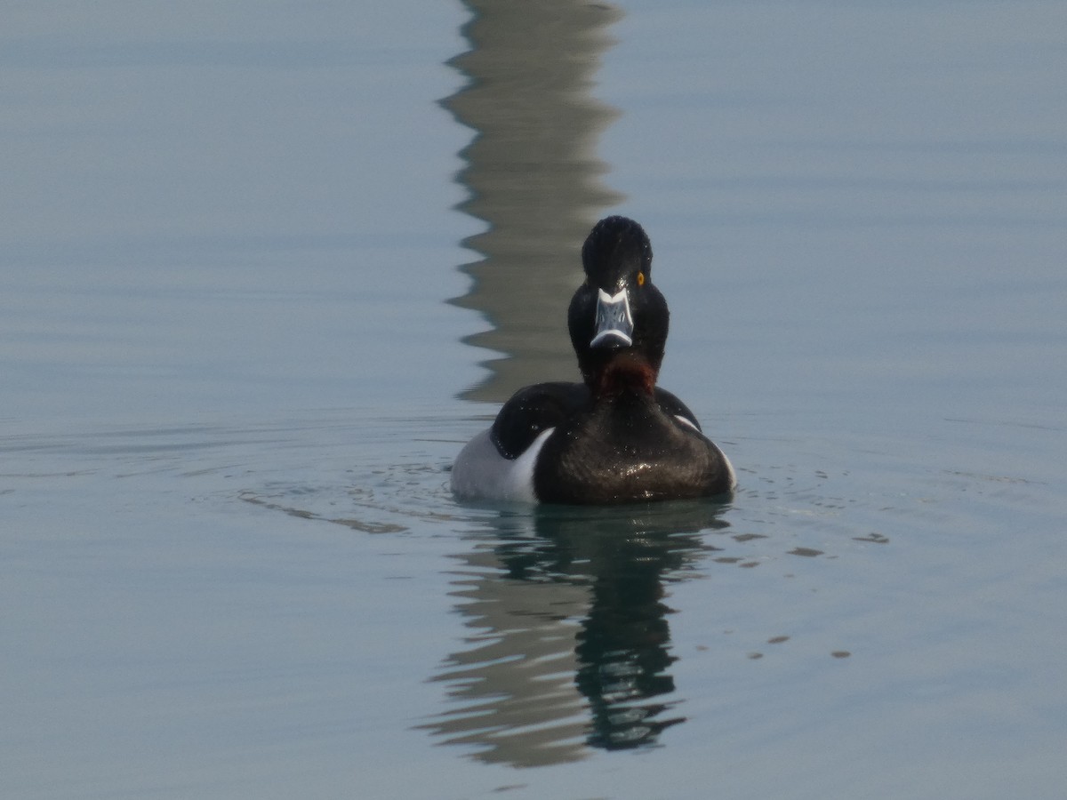 ringand - ML647534522