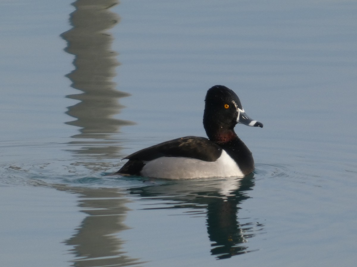 ringand - ML647534523