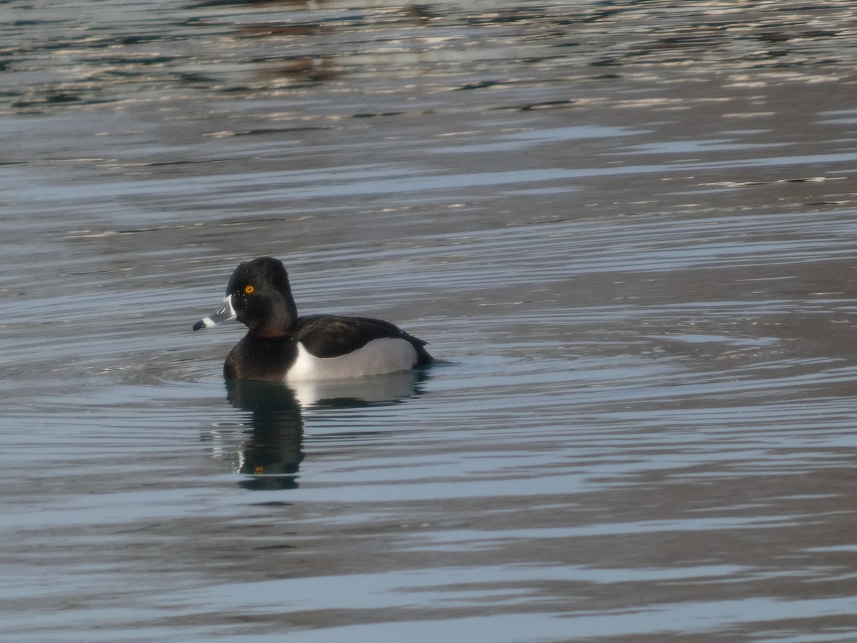 ringand - ML647534524