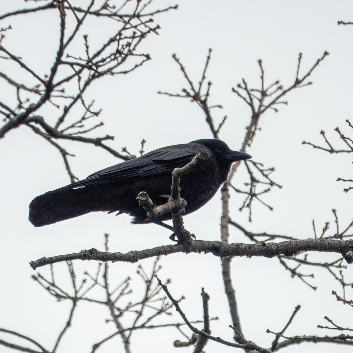 Amerikakrähe - ML647534525