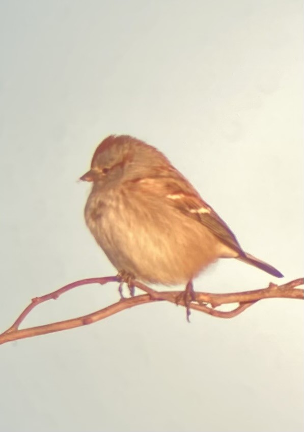 ムナフヒメドリ - ML647534527