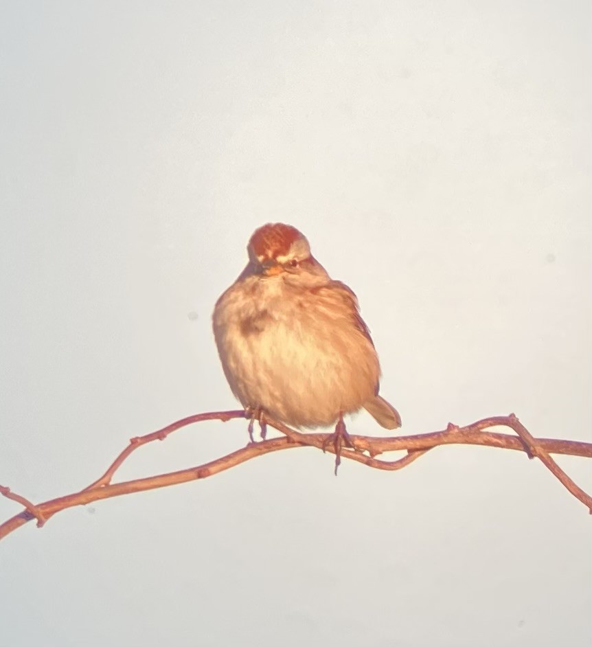 ムナフヒメドリ - ML647534528