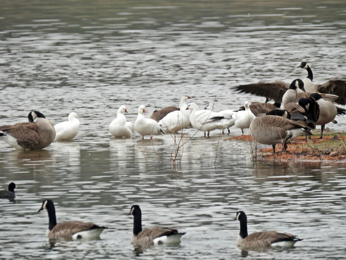 Oie de Ross - ML647534533