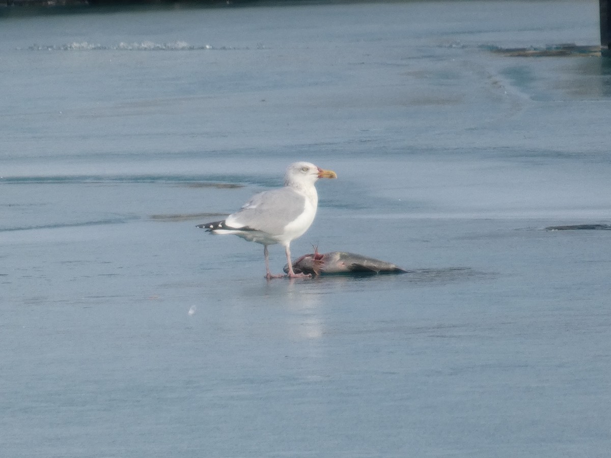 amerikagråmåke - ML647534553