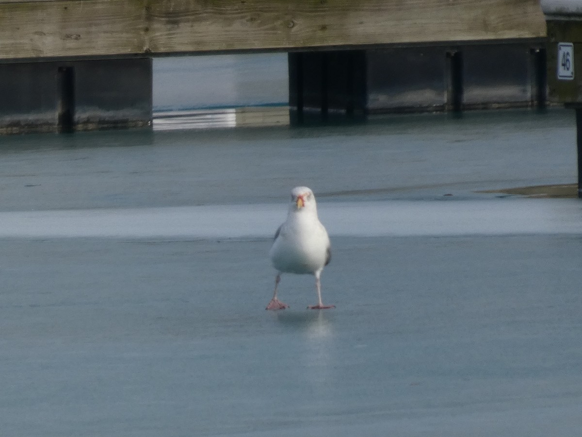 amerikagråmåke - ML647534555