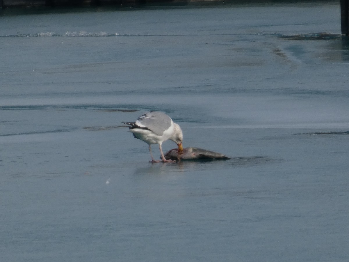 amerikagråmåke - ML647534556