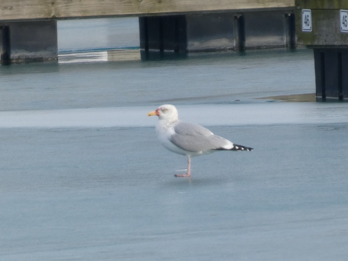 amerikagråmåke - ML647534557