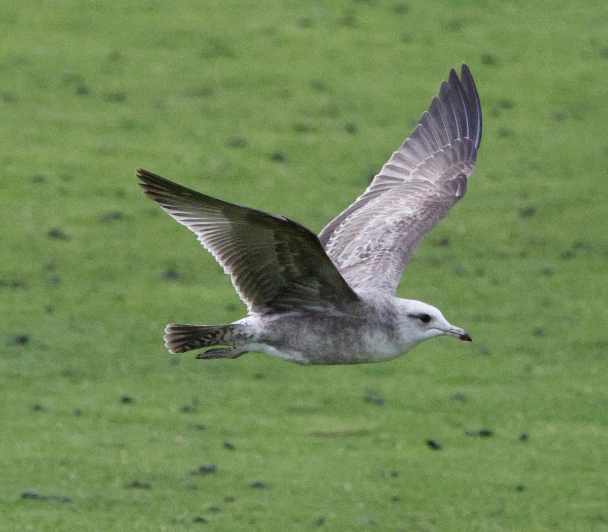 gull sp. - ML647534560