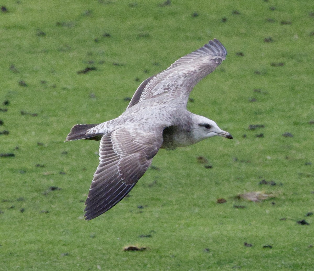 gull sp. - ML647534561