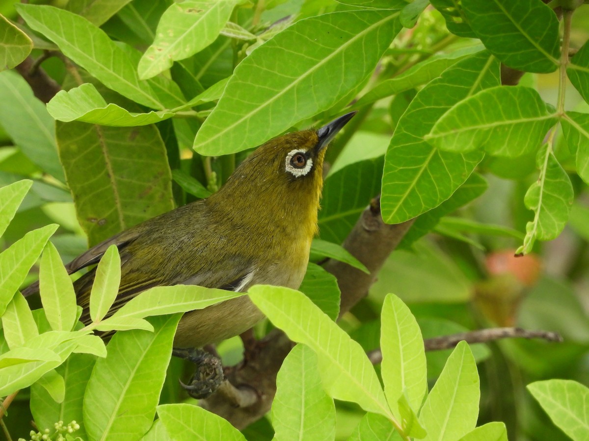 Warbling White-eye - ML647534562