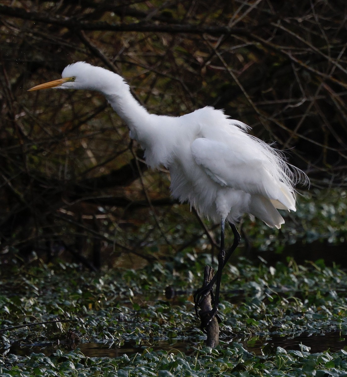 Great Egret - ML647534567