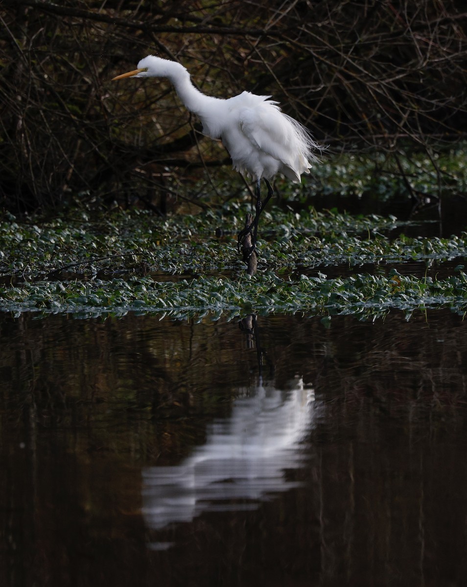 Great Egret - ML647534569