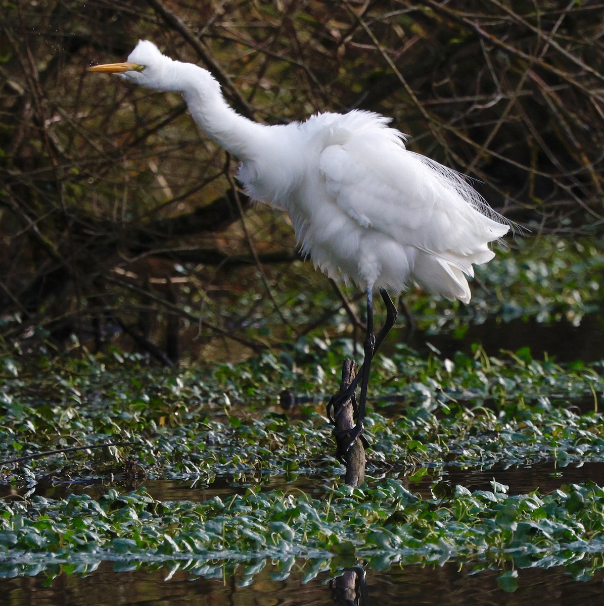 Great Egret - ML647534571