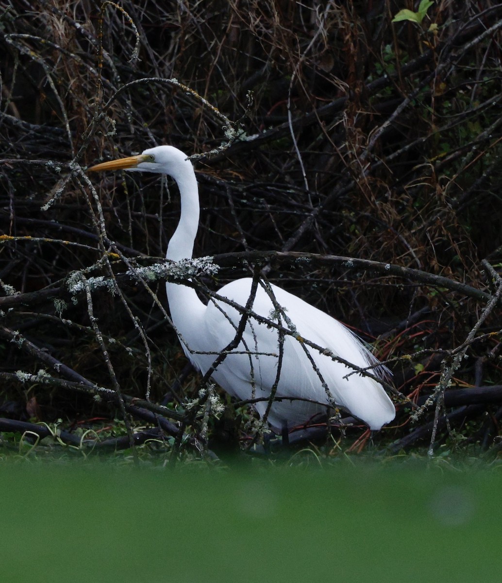 Great Egret - ML647534572