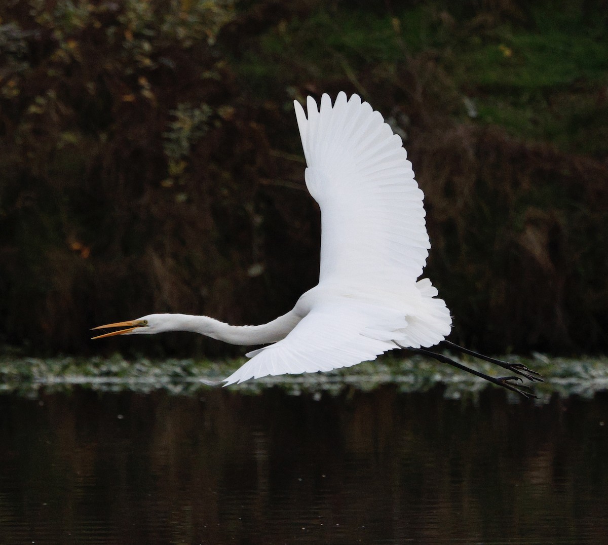 Great Egret - ML647534573