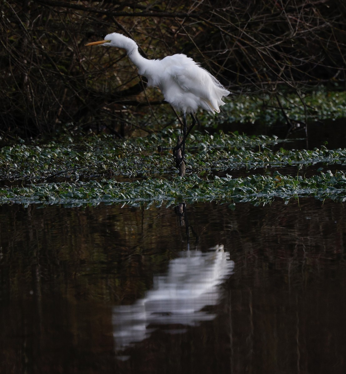 Great Egret - ML647534574