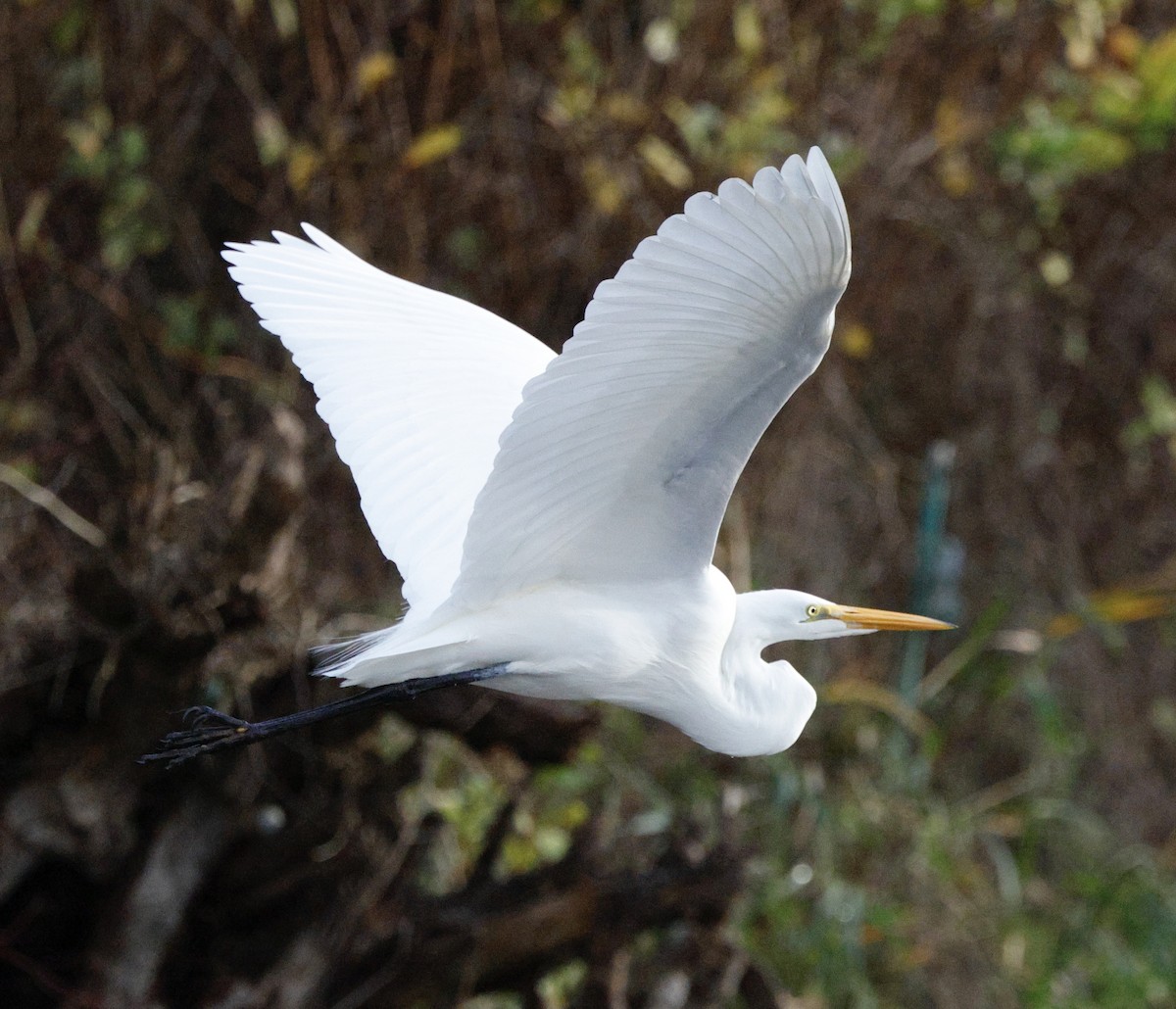 Great Egret - ML647534575