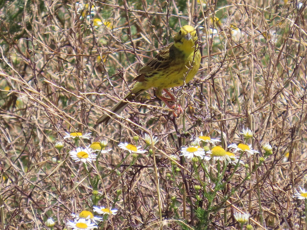 Berdantza horia - ML647534577