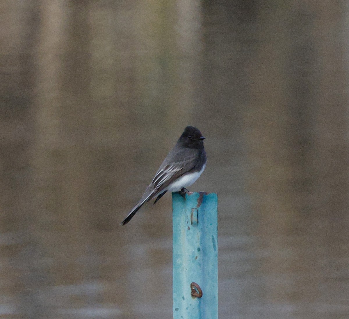 Black Phoebe - ML647534597