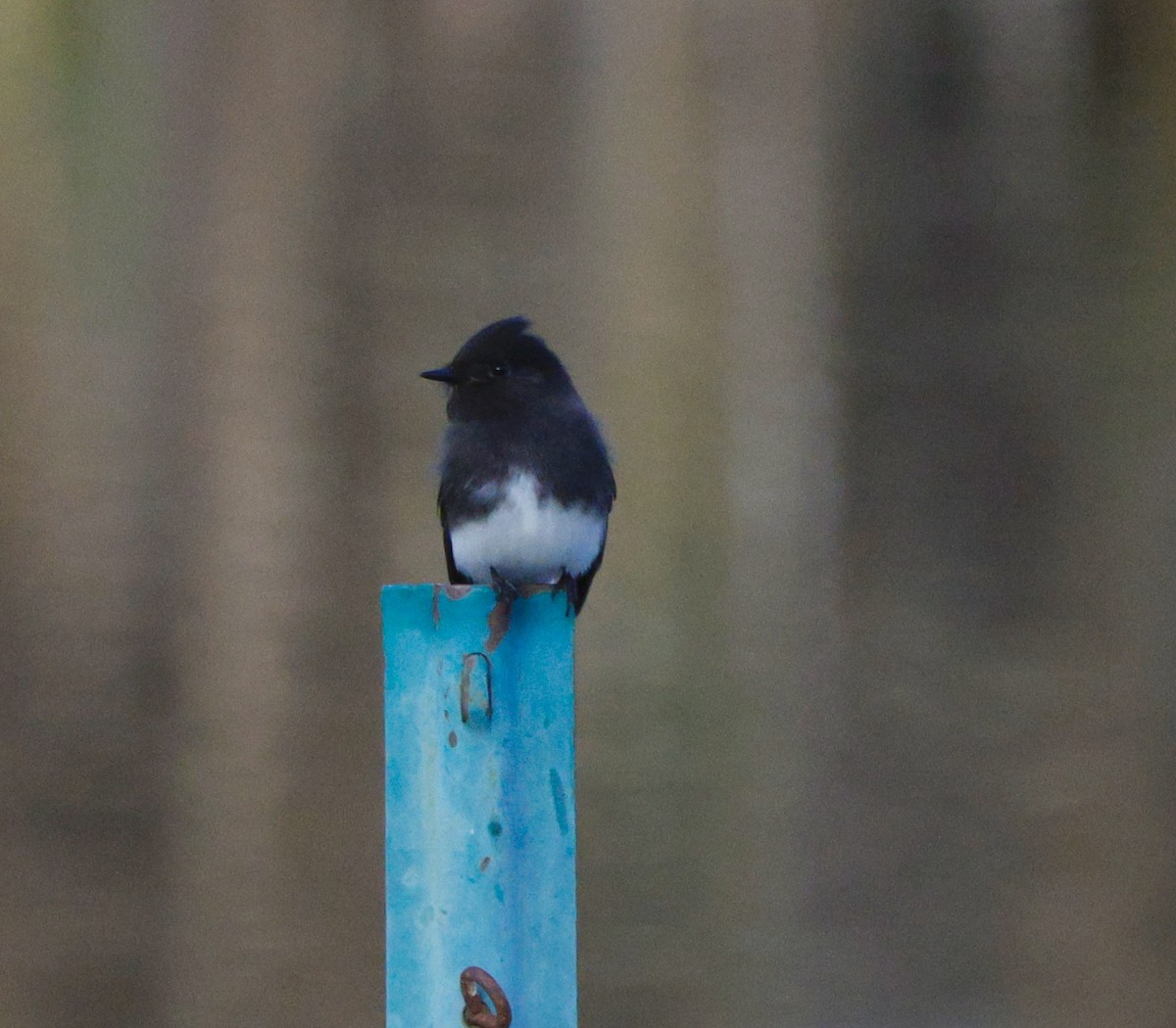 Black Phoebe - ML647534598