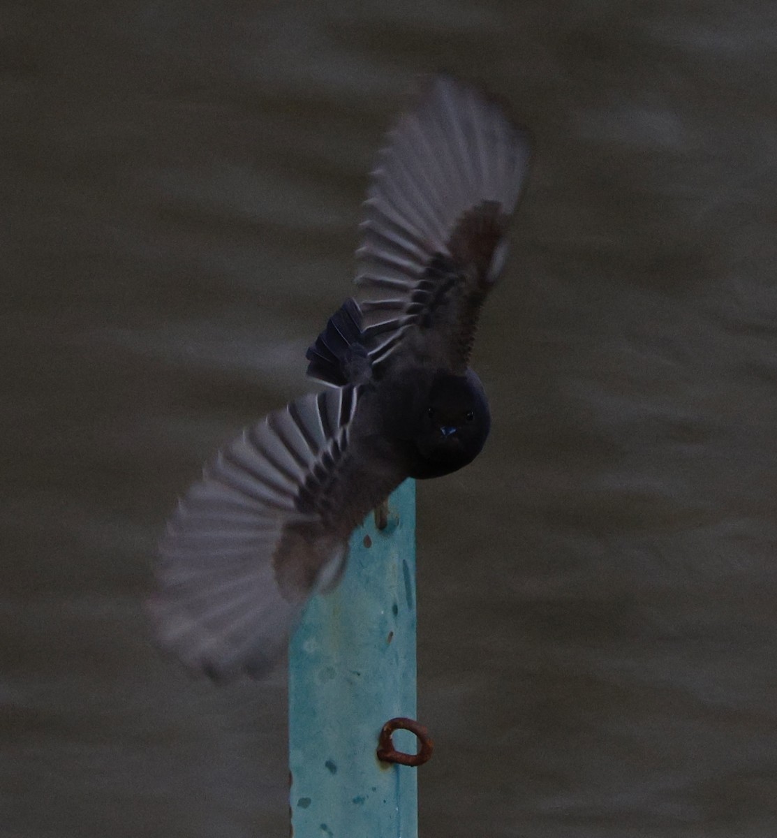 Black Phoebe - ML647534599