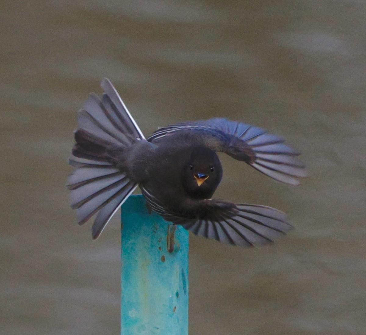 Black Phoebe - ML647534600