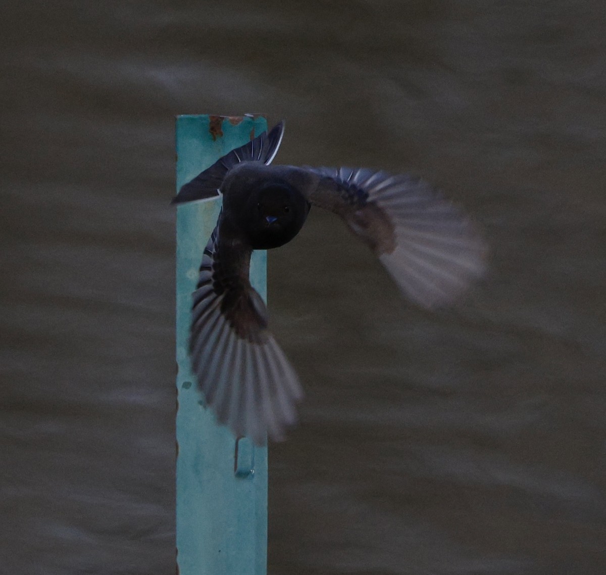 Black Phoebe - ML647534601