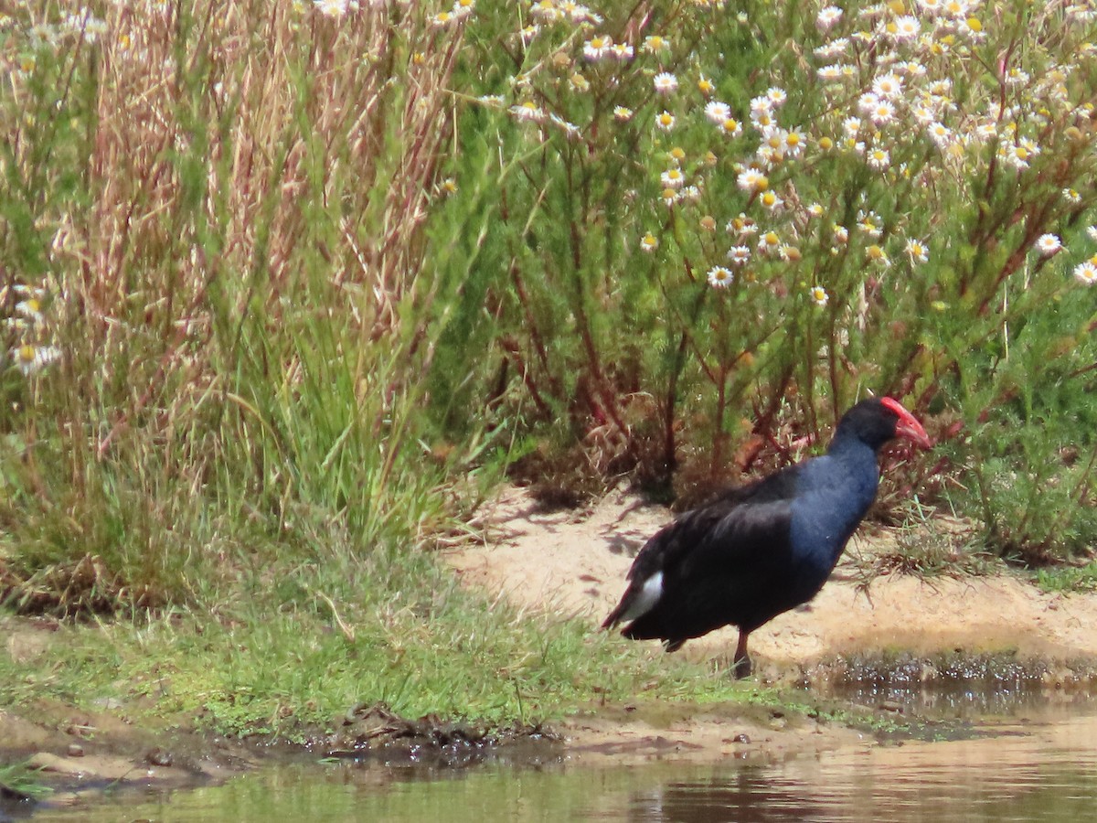 Australasian Swamphen - ML647534602