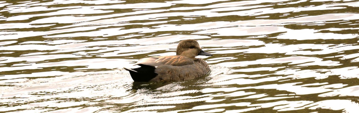 オカヨシガモ - ML647534610