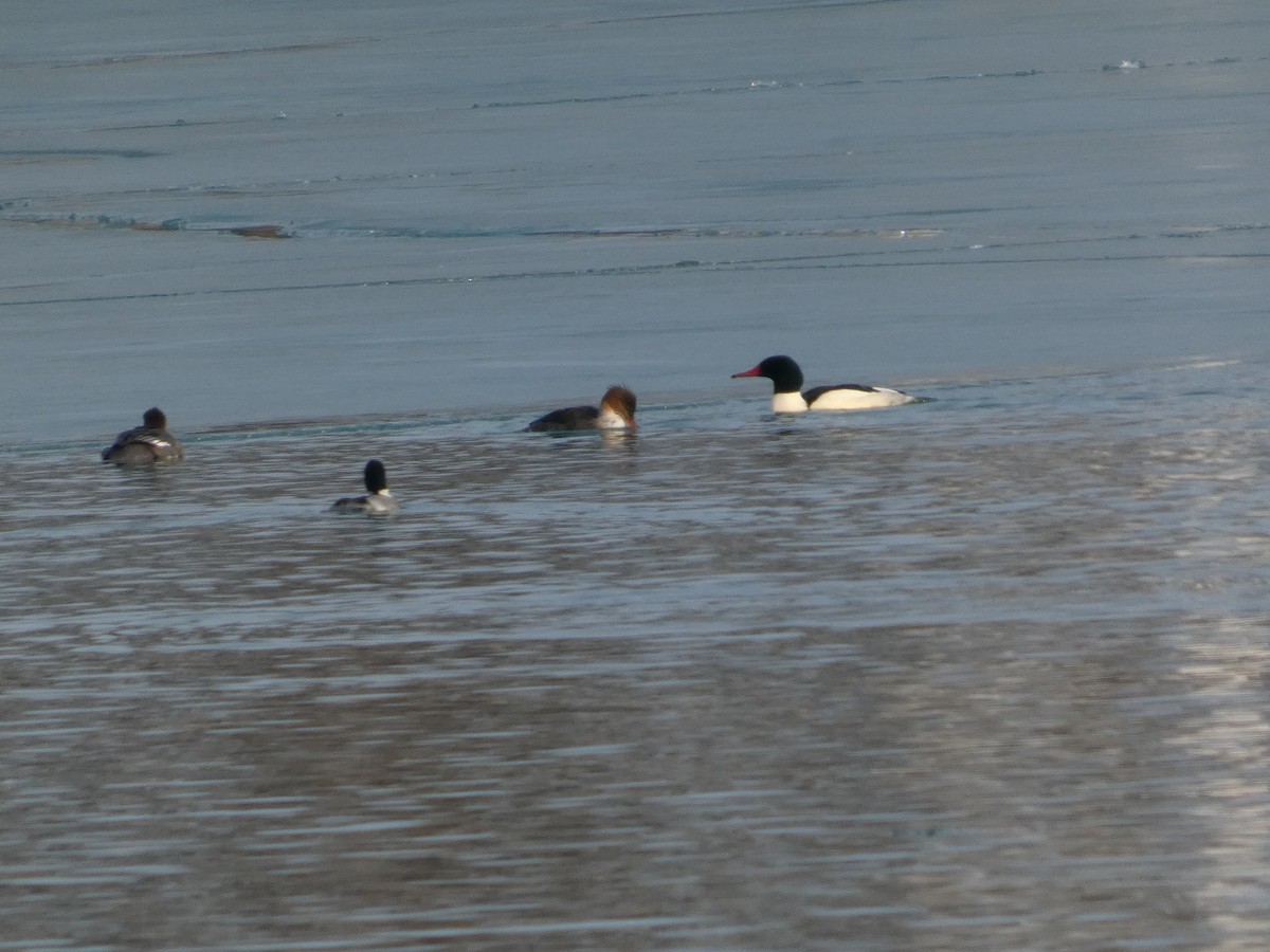 laksand - ML647534615