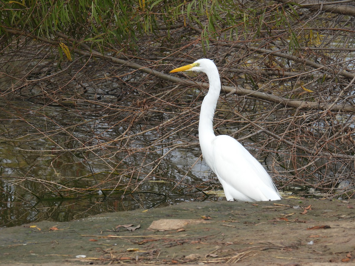 Great Egret - ML647534639