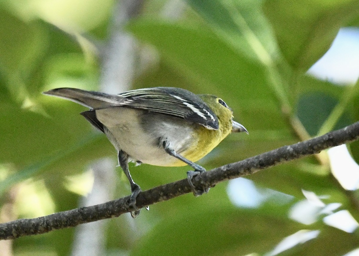 ויראו צהוב-גרון - ML647534659