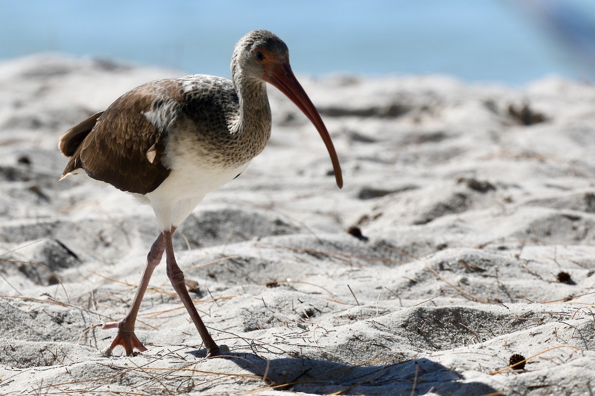 White Ibis - ML647534666