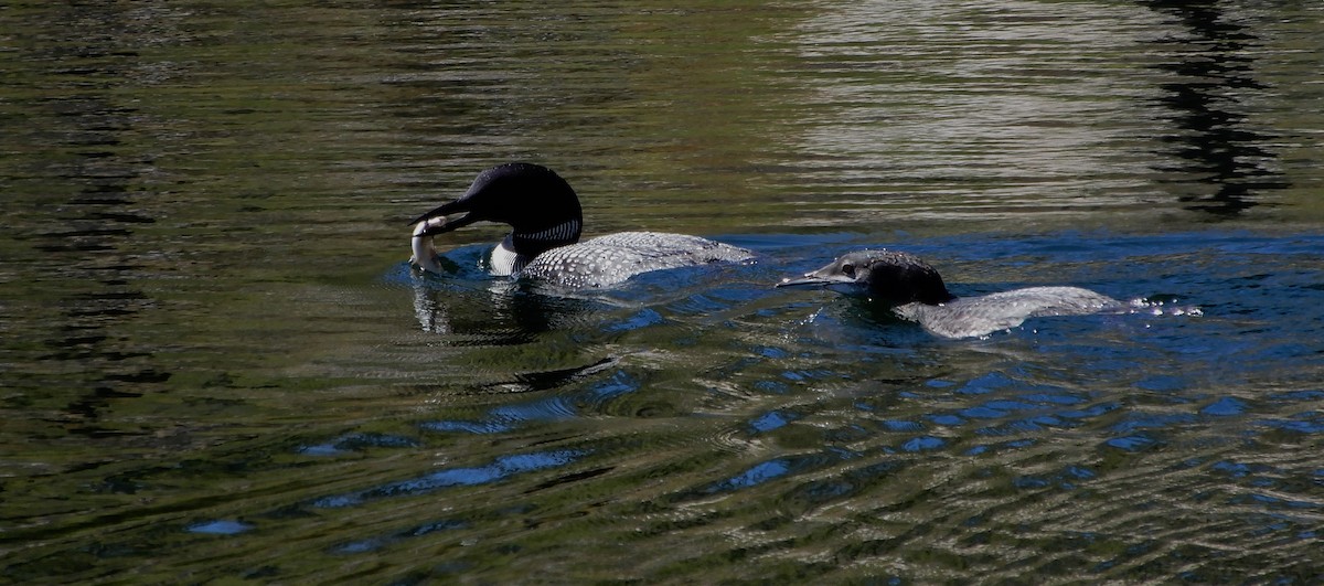 Buz Dalgıcı - ML647534669