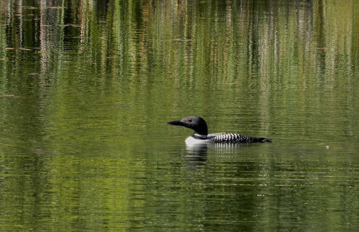 Buz Dalgıcı - ML647534670