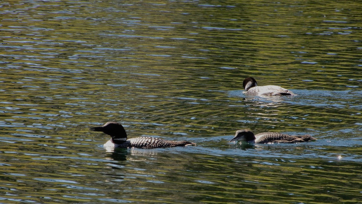 Buz Dalgıcı - ML647534693