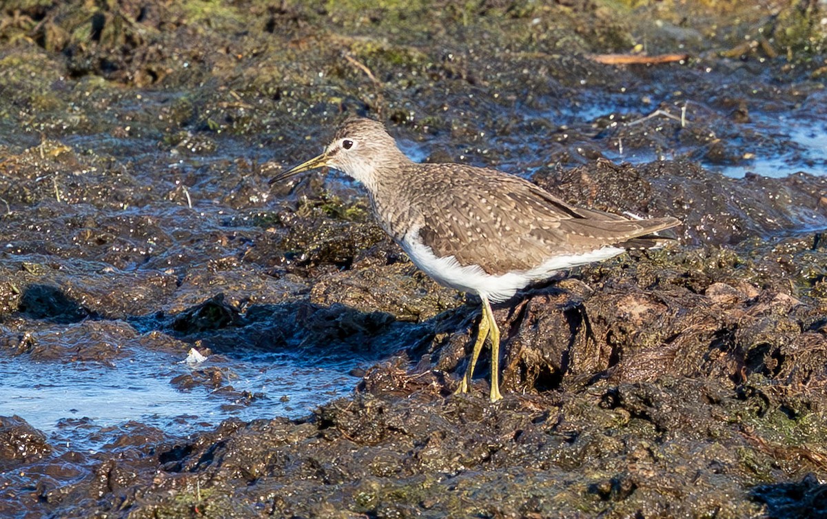 Solitary Sandpiper - ML647534696