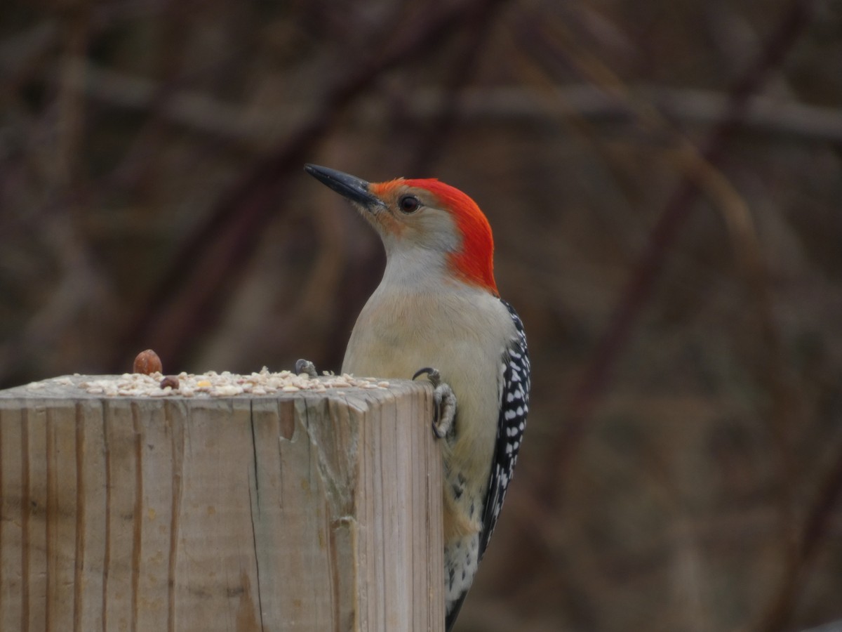 lundspett - ML647534704