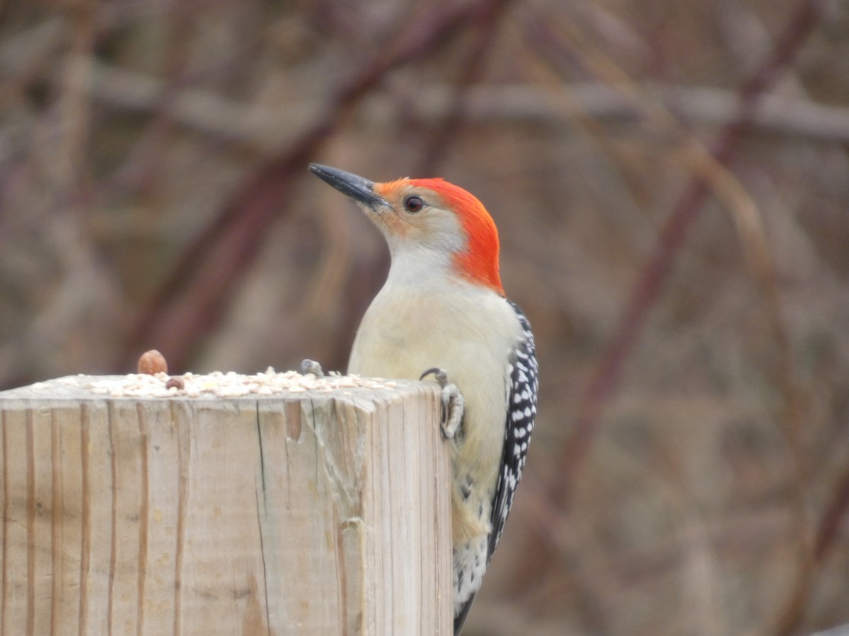 lundspett - ML647534705