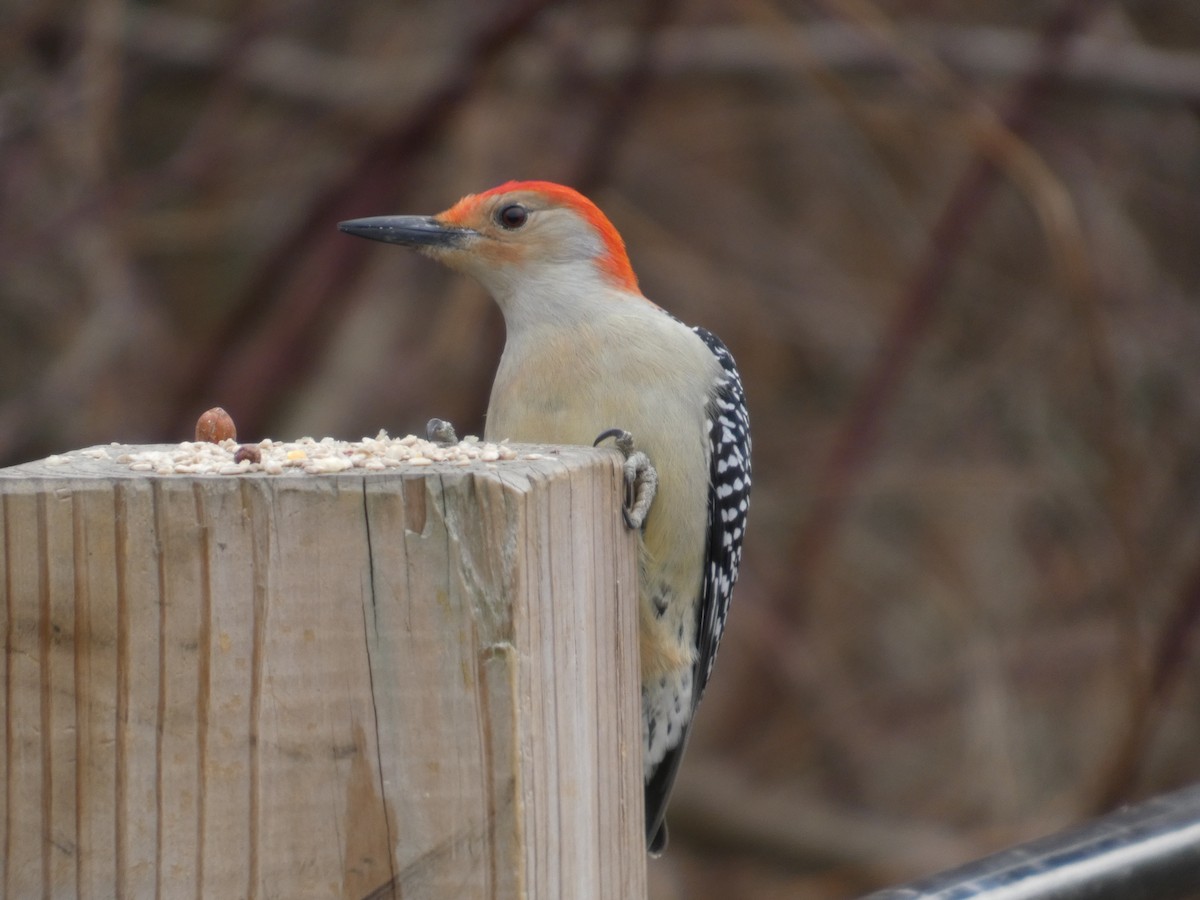 lundspett - ML647534706